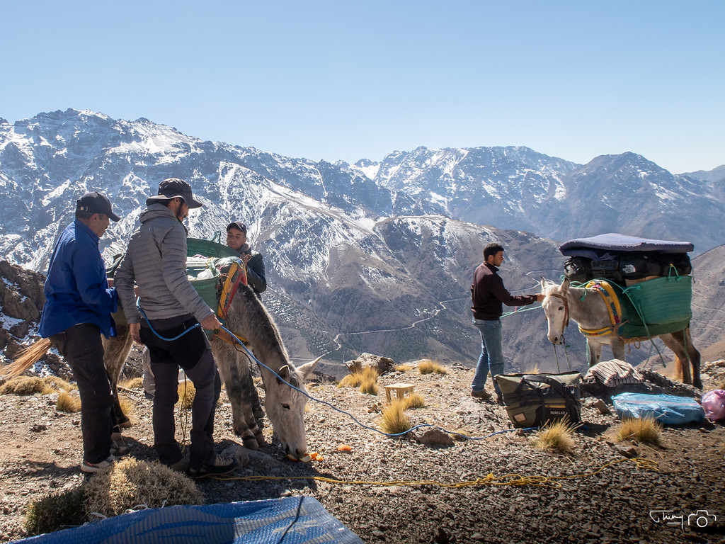 Morocco &mdash; mules on the trail